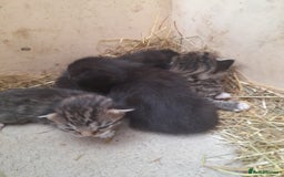 Aegean cats for sale: Agean x Kittens for sale - Image 1