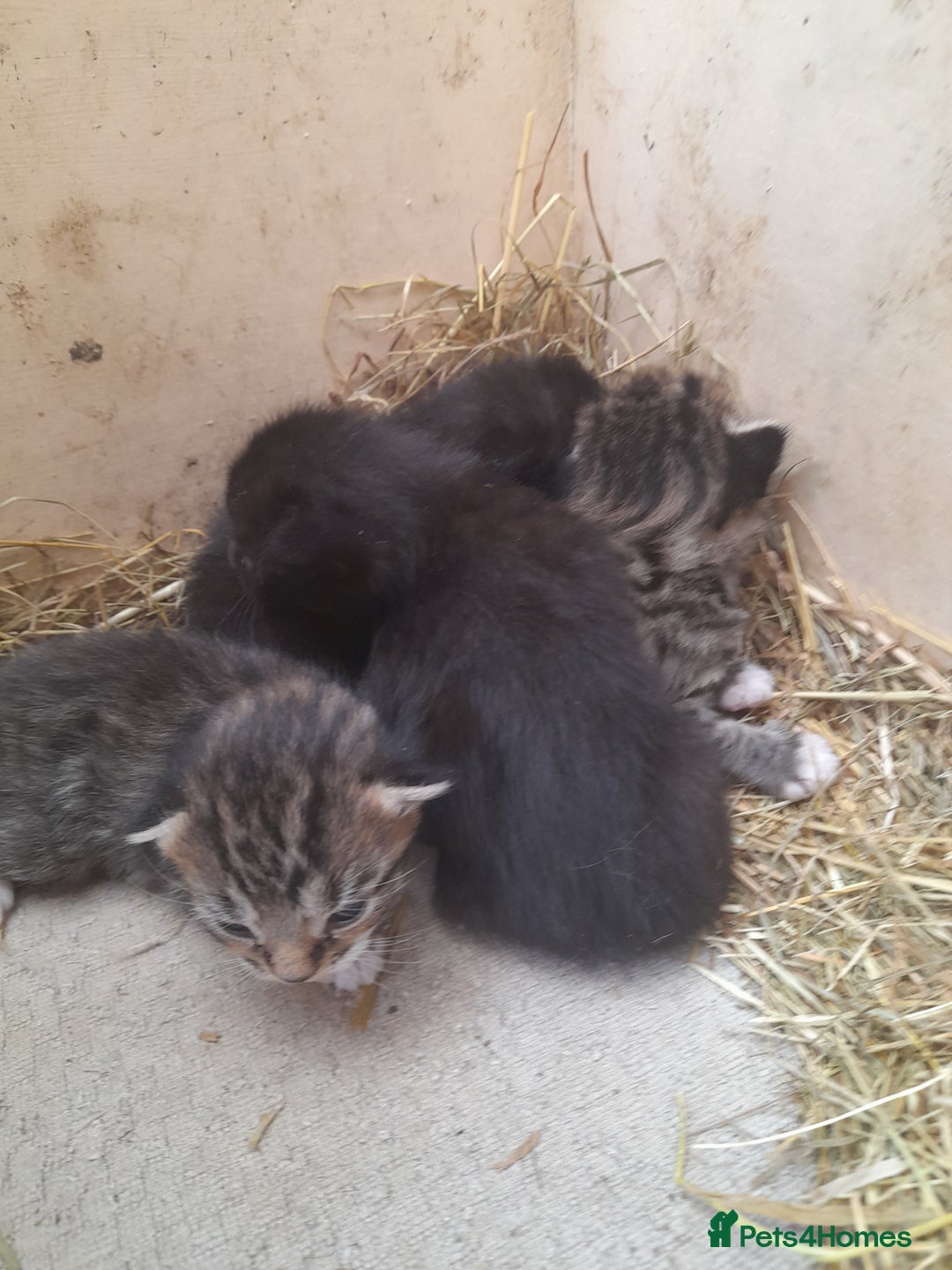 Aegean cats for sale: Agean x Kittens for sale - Image 1