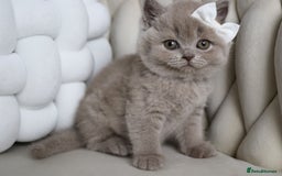 British Shorthair cats for sale: ❤️ Beautiful British Shorthair ❤️ - Image 16