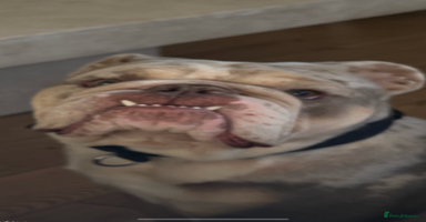 Olde English Bulldogge dogs - Advert 14