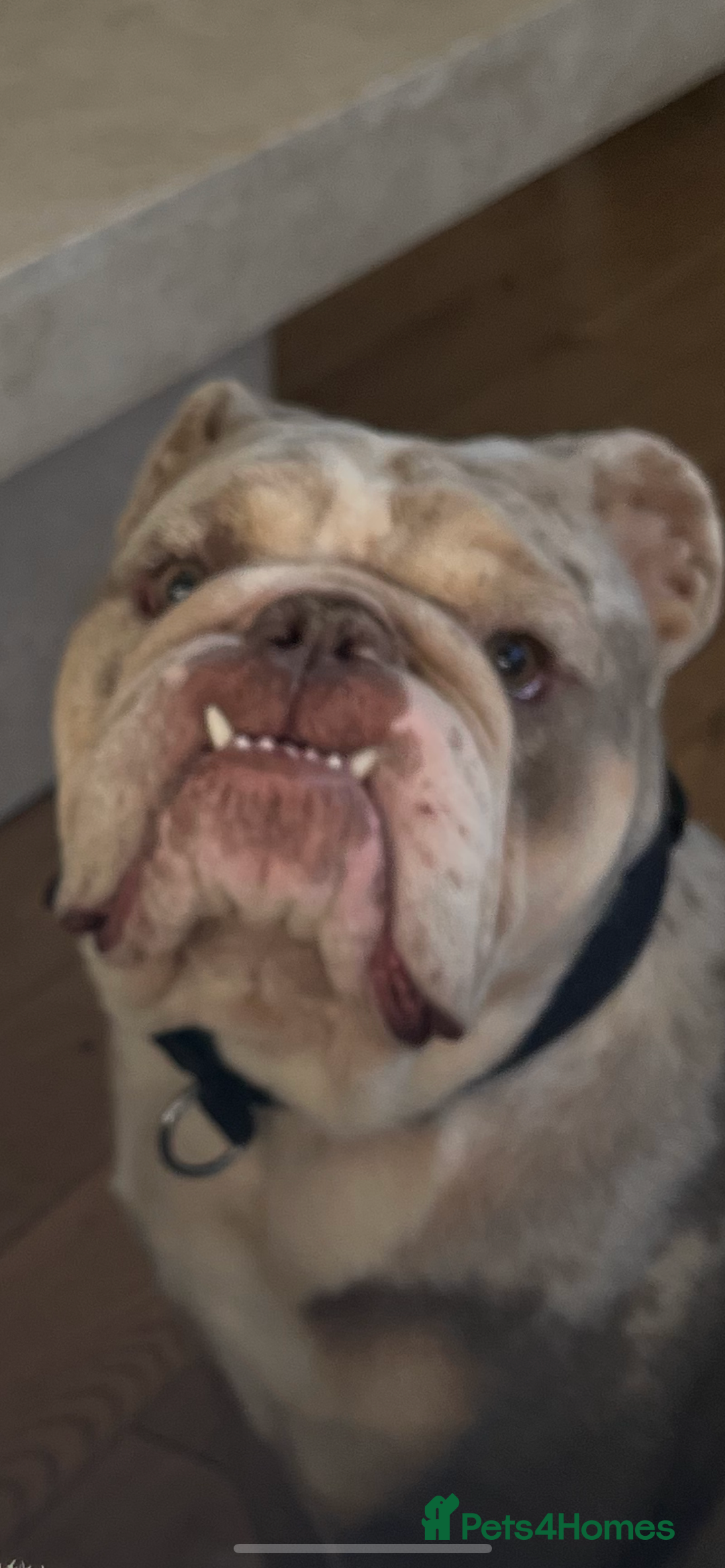 Olde English Bulldogge dogs for sale: Old English Bull dog-Requires re-homing - Image 3