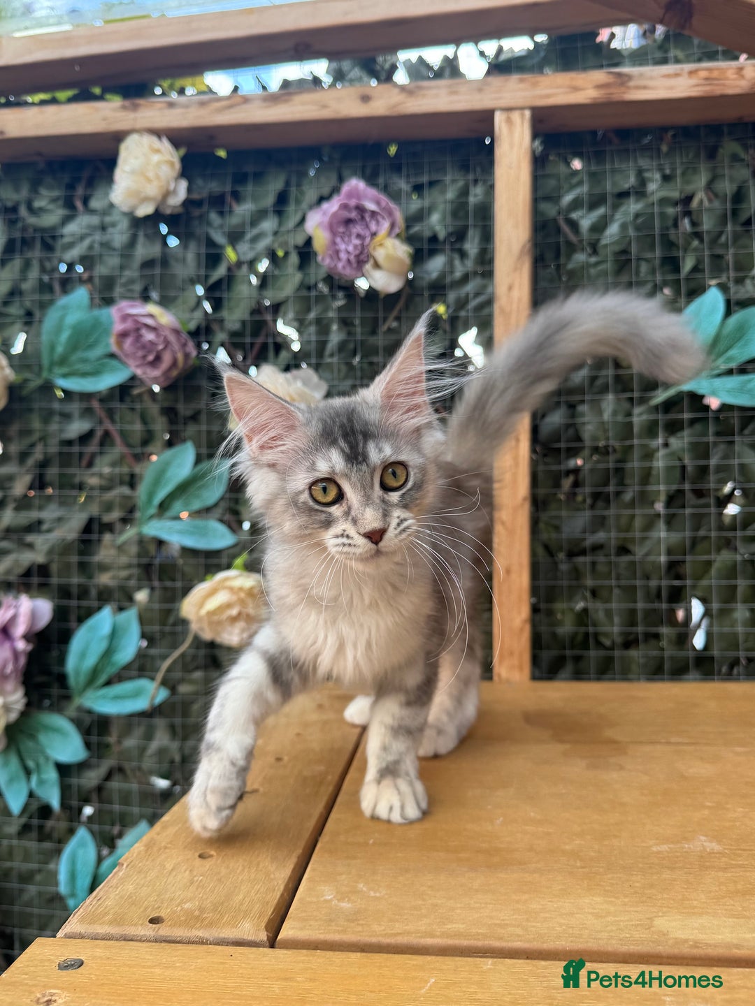 Maine Coon cats for sale: Russian bloodline Maine Coon Kittens 20+Gen! 🏆 - Image 37
