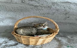 Bengal cats for sale: Stunning bengal kittens for sale to loving home - Image 10