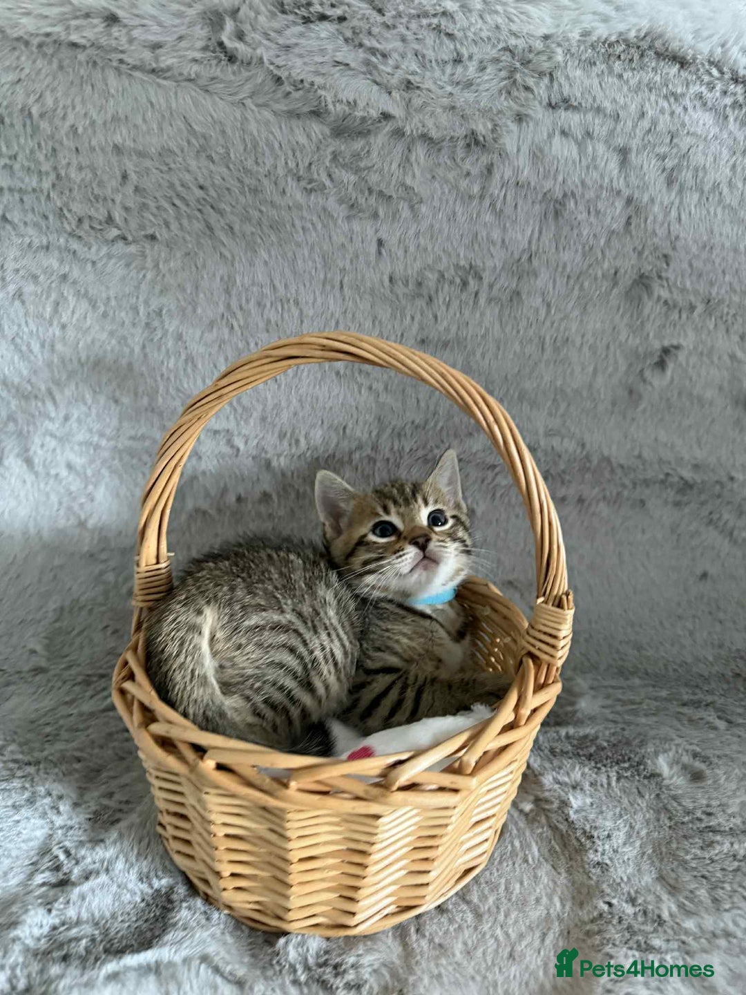 Bengal cats for sale: Stunning bengal kittens for sale to loving home - Image 10