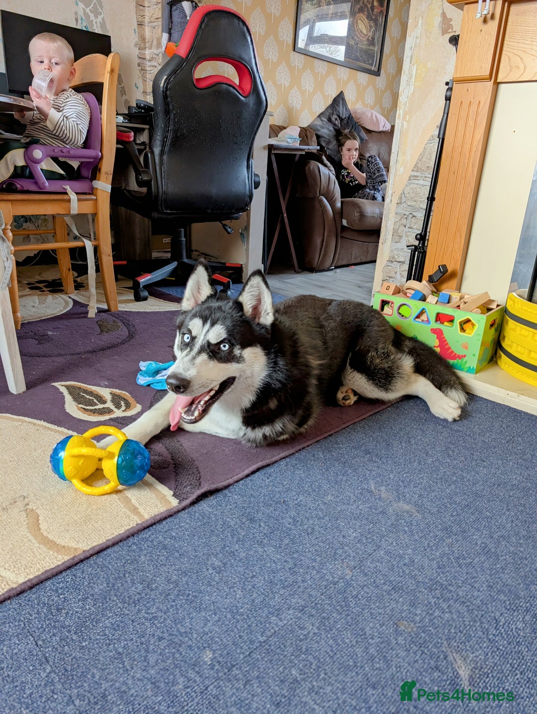 Siberian Husky dogs for sale: Krypto- 1yr Husky, Friendly, Goofy boy. Offers ok - Image 11