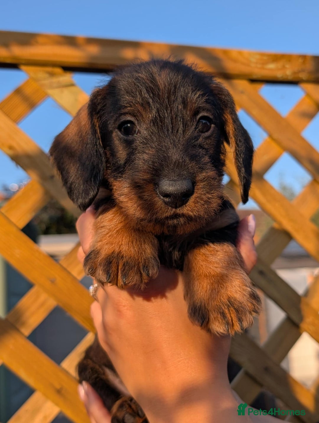 Dachshund dogs for sale: KC Register Standard Wirehaired Dachshund Puppies in Lincoln - Image 19