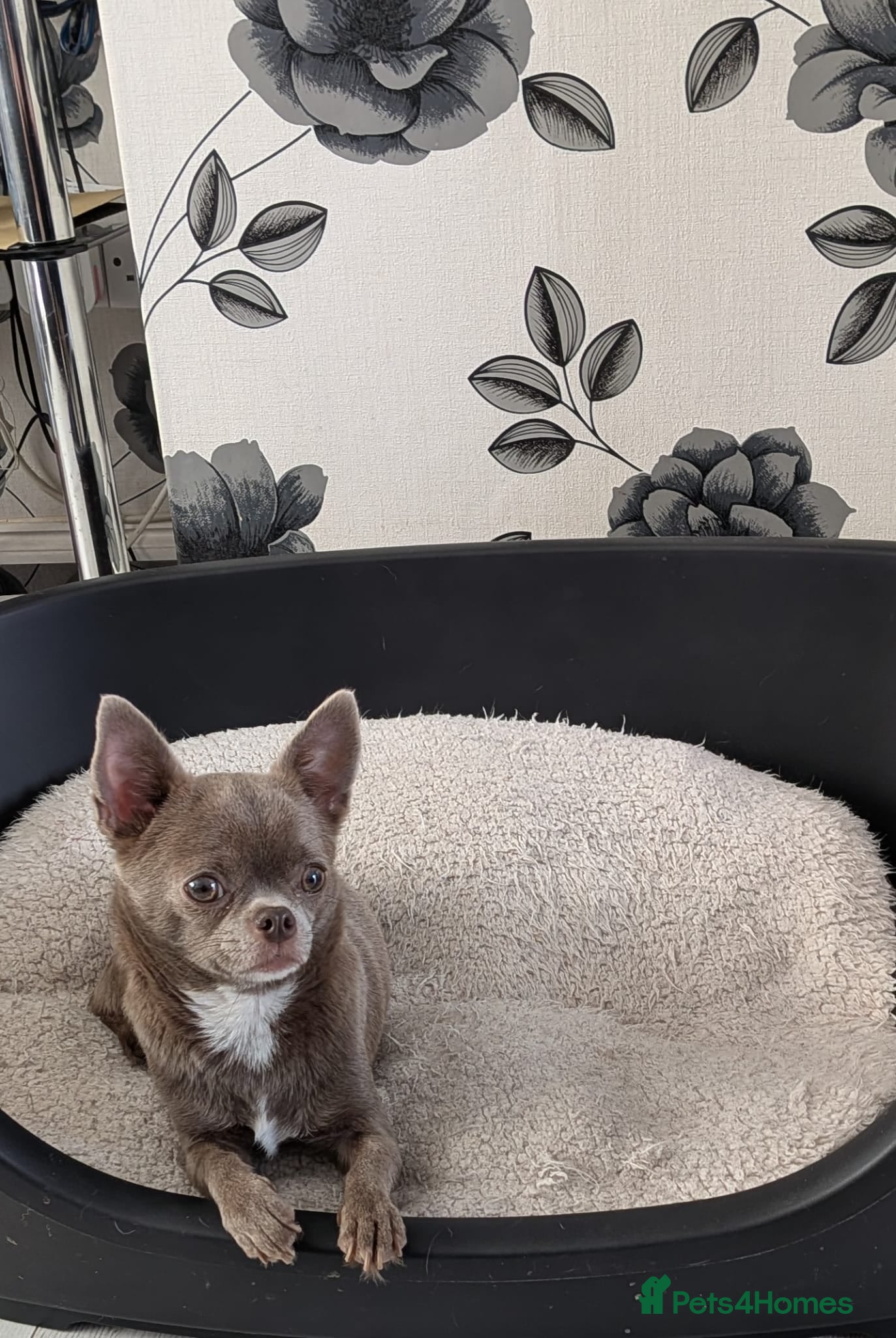 Chihuahua dogs White boy chihuahua  - Advert 1