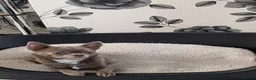 Chihuahua dogs for sale: White boy chihuahua  in Birmingham - Advert 1