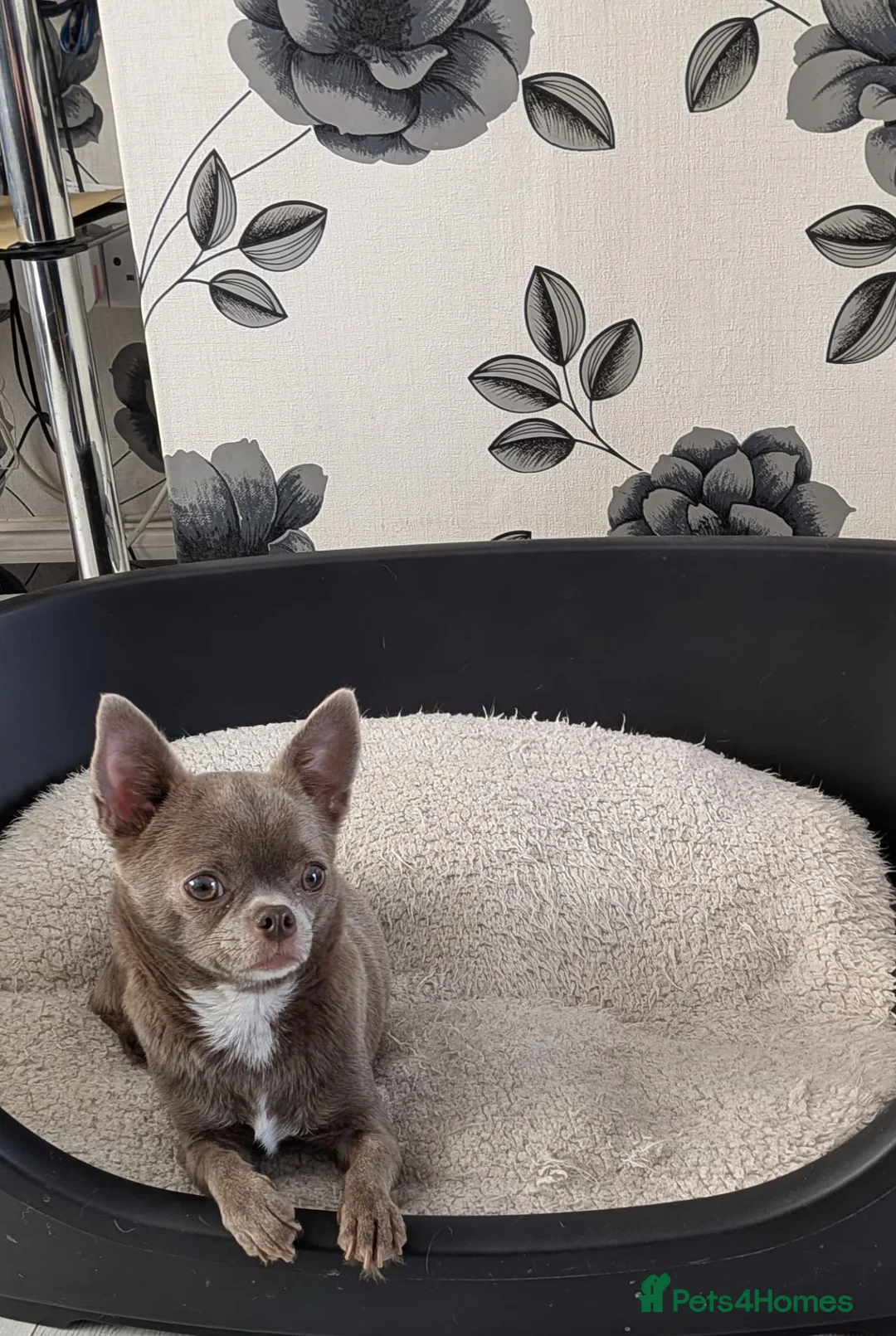 Chihuahua dogs for sale: White boy chihuahua  in Birmingham - Advert 1