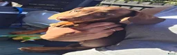 Miniature Dachshund dogs for sale: Beautiful choc & tan female - Advert 4