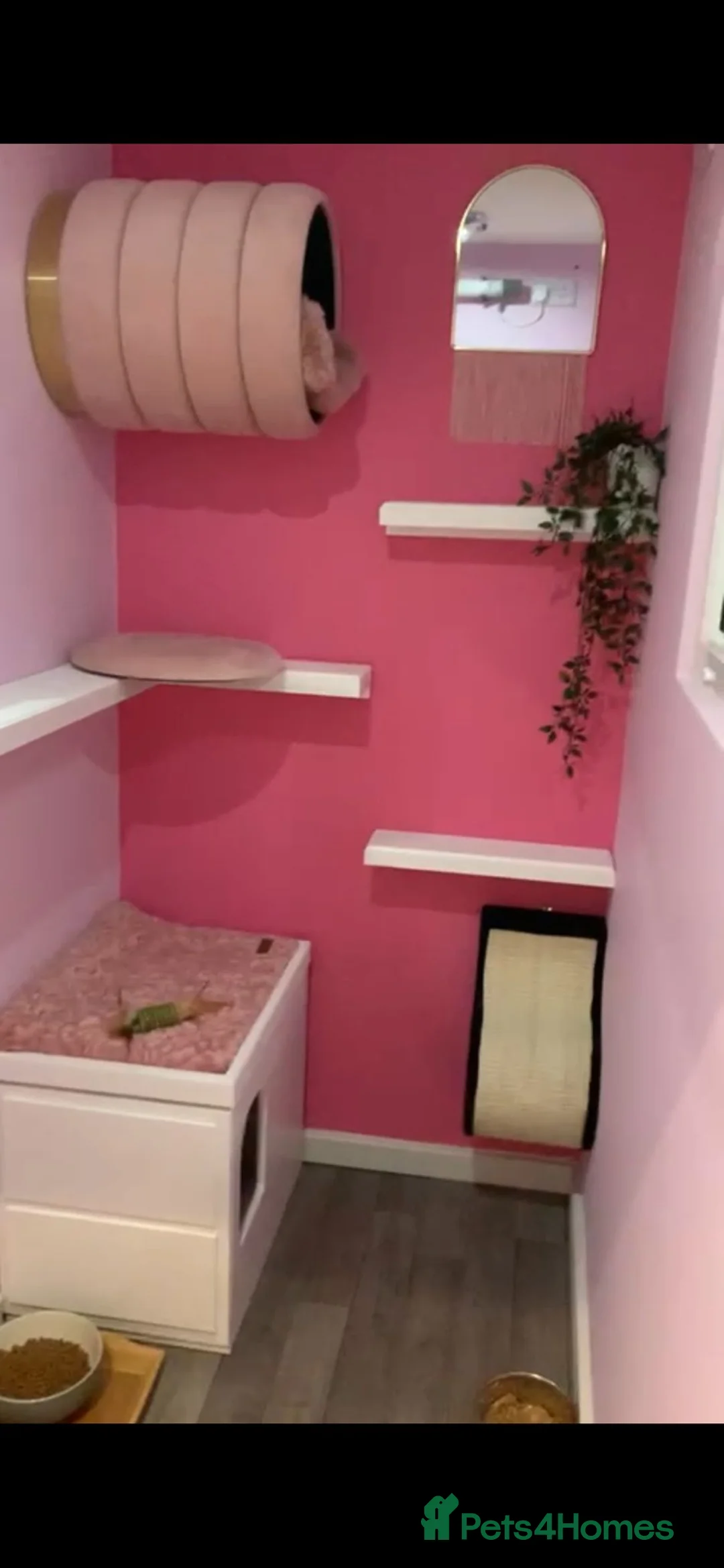 Maine Coon cats for stud: STUD ONLY (Tica champion 2021) in Brighouse - Advert 8