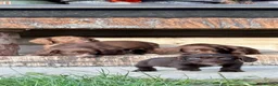 Sprocker dogs for sale: 🐶 SPROCKER SPANIEL PUPPIES 🐶  - Advert 7