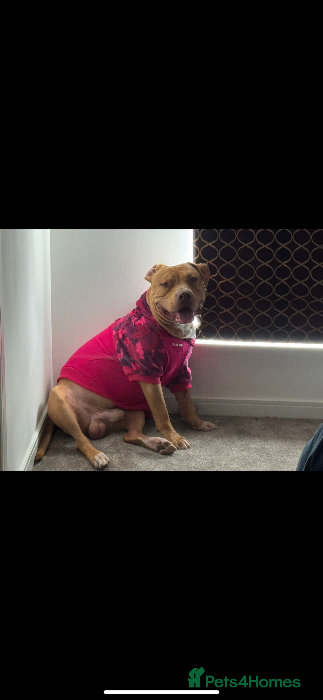 American Bulldog dogs for sale: Handsome and super active boy for rehoming - Image 10