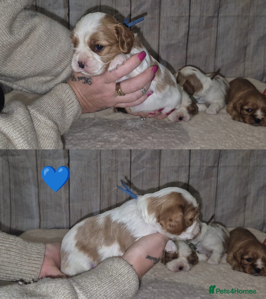 Cavalier King Charles Spaniel dogs for sale: 5 beautiful CKCS ❤️ - Advert 14
