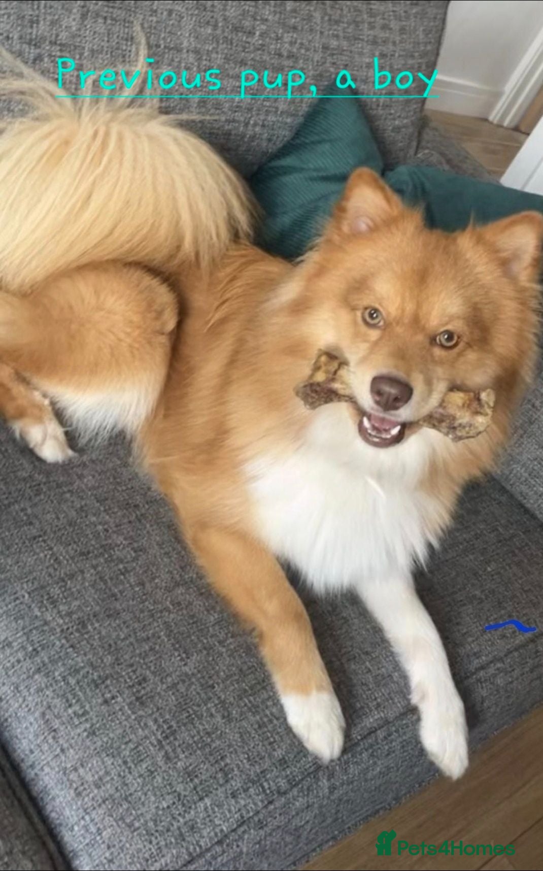 Pomsky dogs Both boys greatly reduced to £1000 - Advert 2