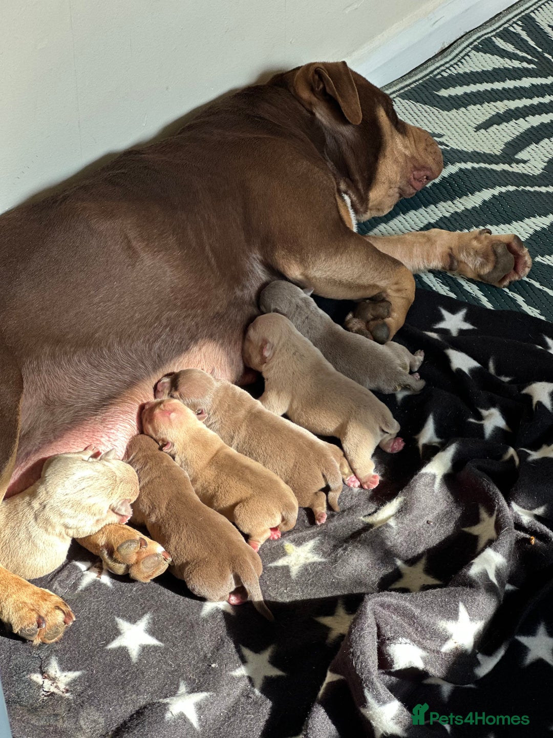 American Bully dogs for sale: American Bully Pocket extreme  - Image 9