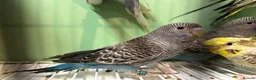 Budgerigars birds for sale: Black face and black wing budgies - Advert 9