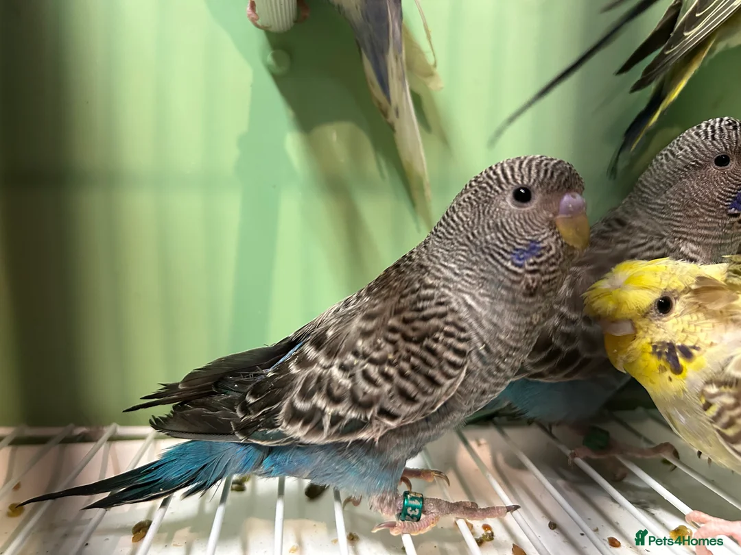 Budgerigars birds for sale: Black face and black wing budgies - Advert 9