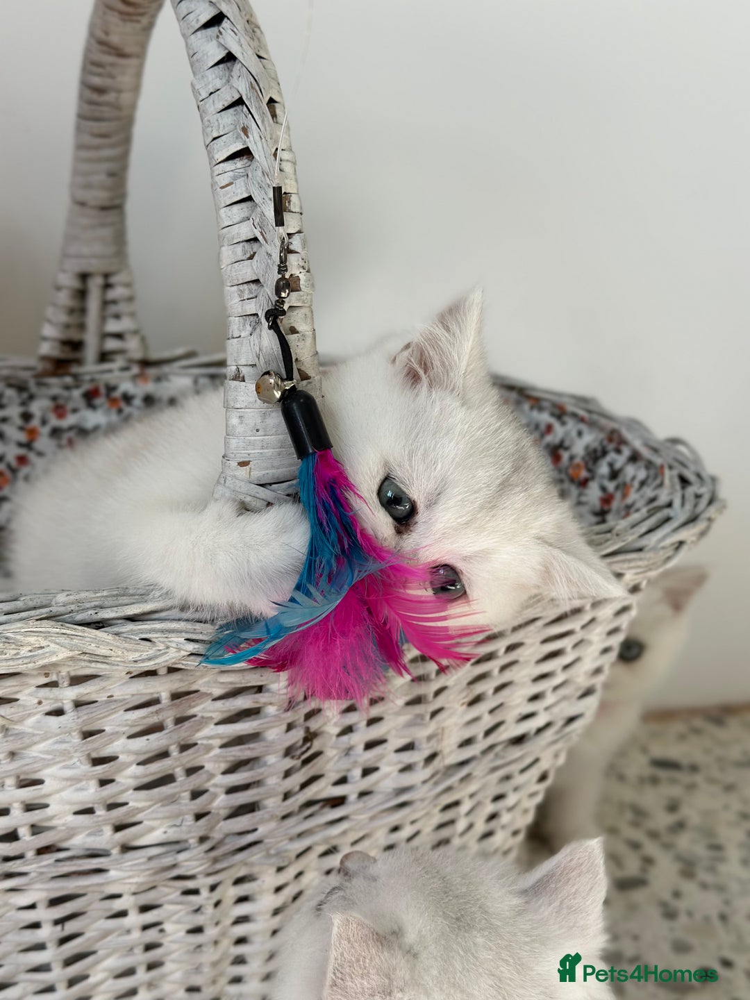 British Shorthair cats for sale: 🩵Silver shaded British short hair kitten 🩵 - Image 9