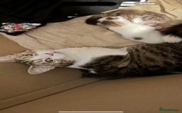 Domestic Shorthair cats for sale: 3 baby Kittens For Sale - Image 7