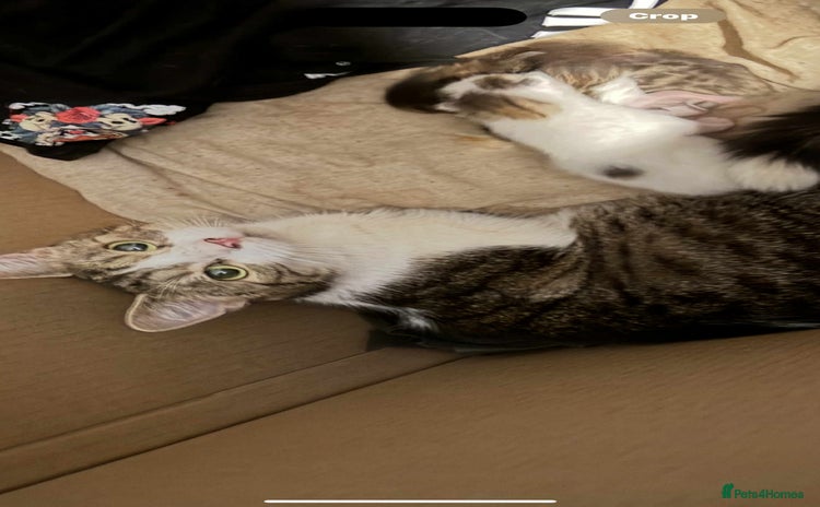 Domestic Shorthair cats - Advert 1