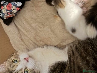 Domestic Shorthair cats - Advert 13