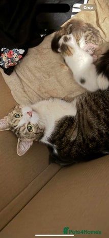 Domestic Shorthair cats - Advert 10