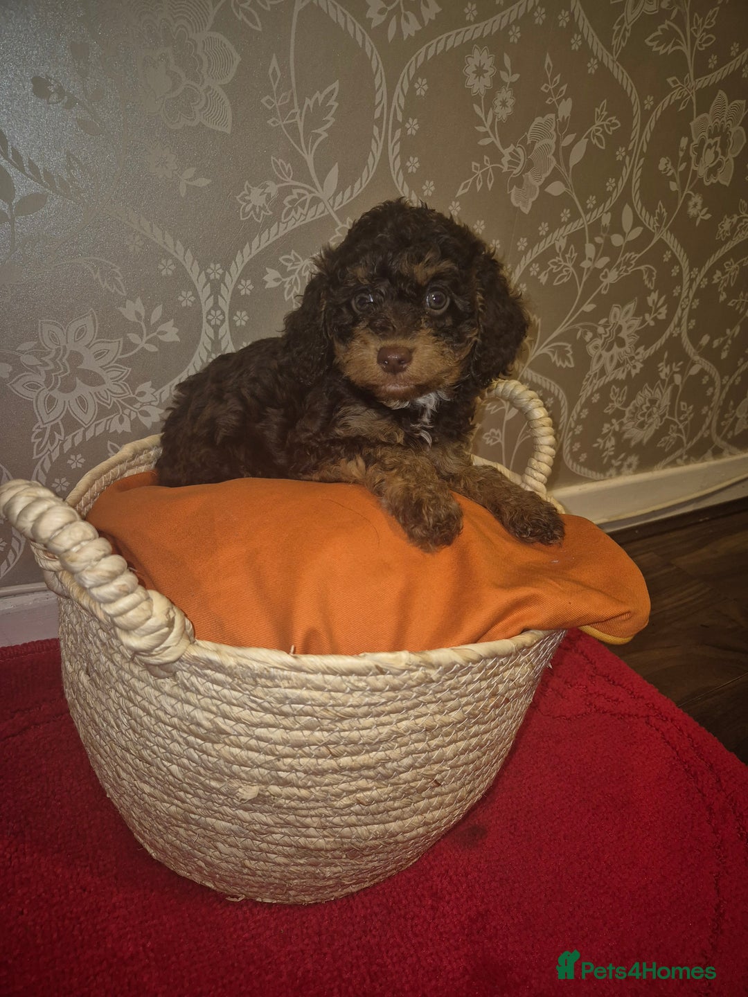Cavapoo dogs for sale: Pedigree cavapoos  - Advert 1