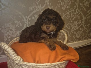 Cavapoo dogs Pedigree cavapoos - Advert 1