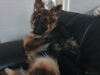 German Shepherd dogs - Advert 11