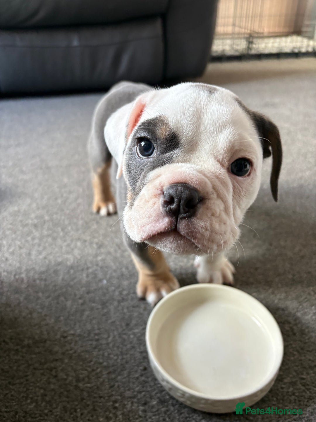 English Bulldog dogs for sale: 8 week old beautiful English Bulldog - Advert 2