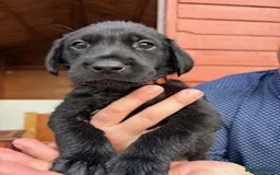 Labrador Retriever dogs for sale: IGL Champion × Top Irish Bitch Ready Mid–End Aug - Image 8