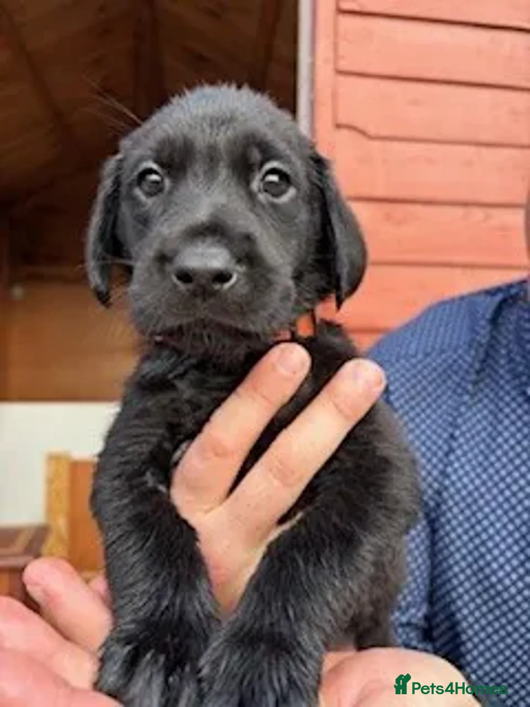 Labrador Retriever dogs for sale: IGL Champion × Top Irish Bitch Ready Mid–End Aug - Image 8