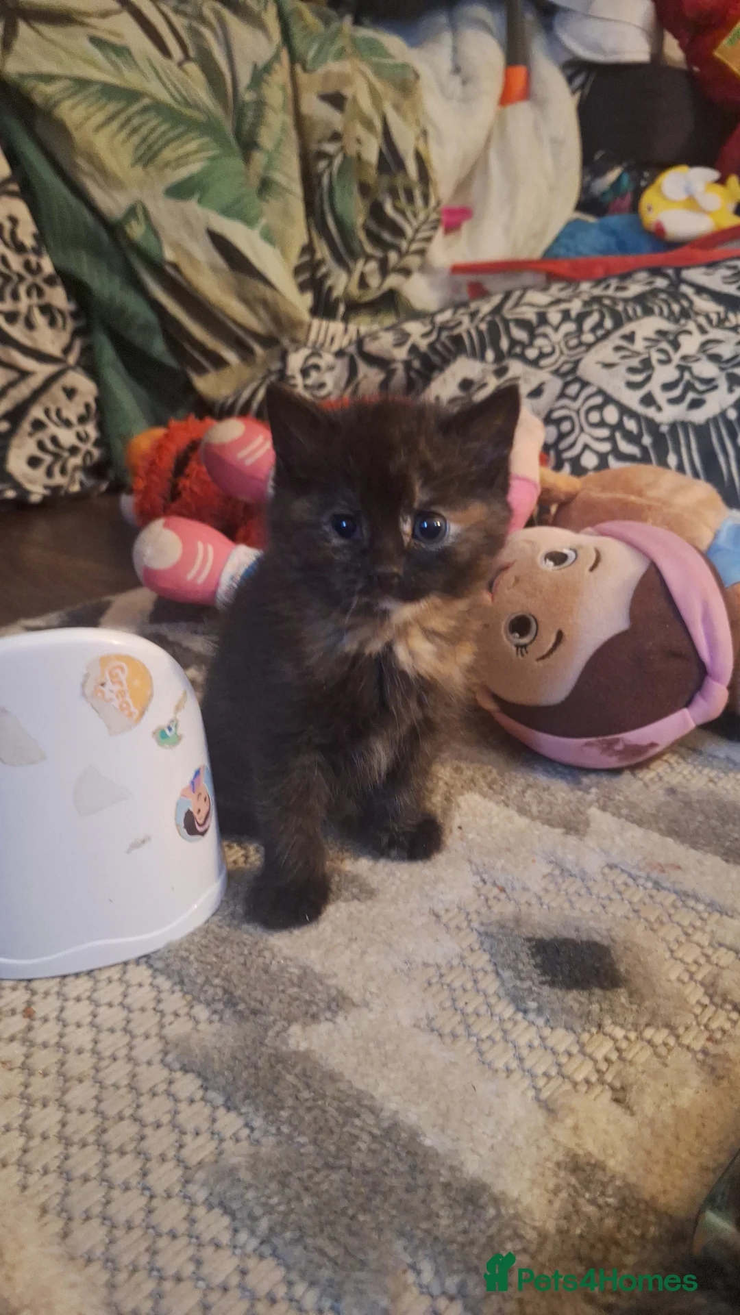 Mixed Breed cats for sale: Beautiful tortoise shell kitten left 😍  in Northolt - Advert 1