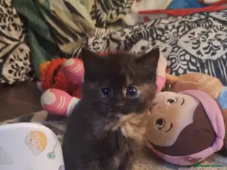 Mixed Breed cats Beautiful tortoise shell kitten left 😍 - Advert 1