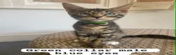 Mixed Breed cats for sale: Beautiful Bengal x Maine coone kittens  - Advert 6
