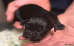 Cocker Spaniel dogs for sale: Merle cocker spaniels  - Image 17