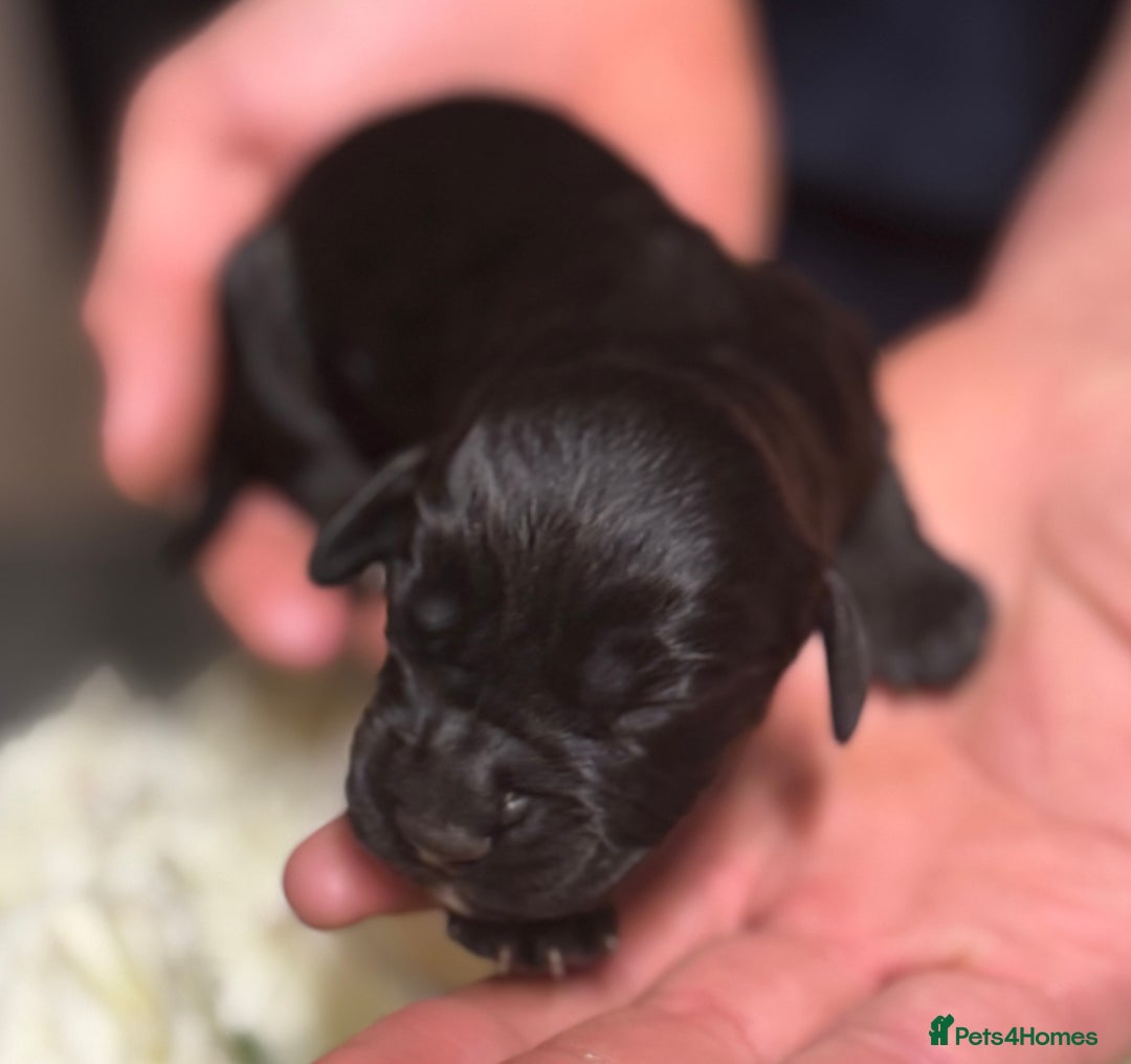 Cocker Spaniel dogs for sale: Merle cocker spaniels  - Image 17