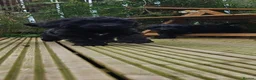 Sproodle dogs for sale: Stunning Sproodles puppys for sale - Advert 11