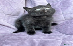 British Shorthair cats for sale: British shorthair kittens🐻🐻‍❄️🐻🐻‍❄️🐻🐻‍❄️ - Image 13