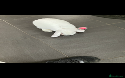 English Lop rabbits for sale: White Lop Eared Rabbit 5 moths old - Image 4