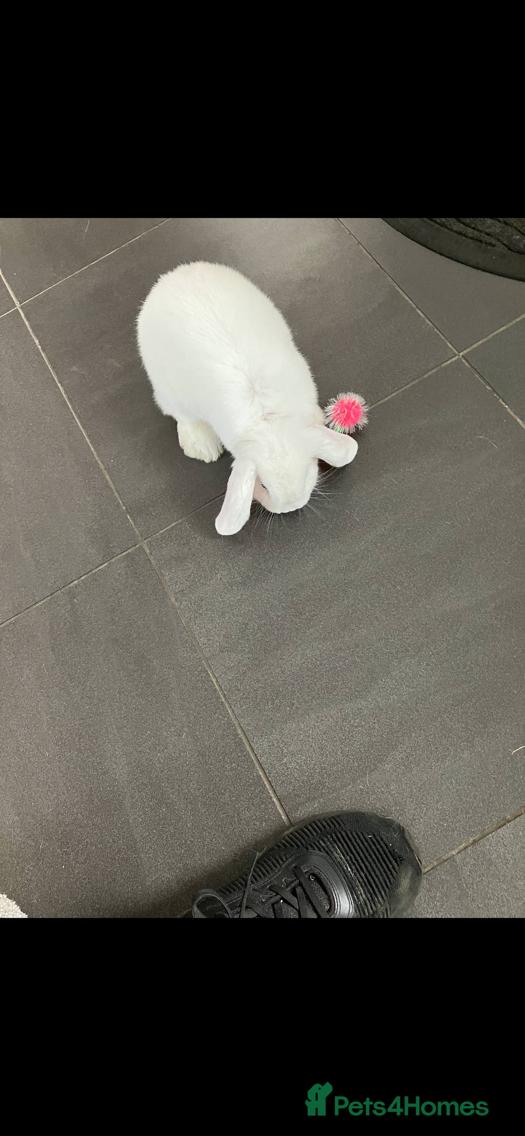 English Lop rabbits for sale: White Lop Eared Rabbit 5 moths old - Image 4