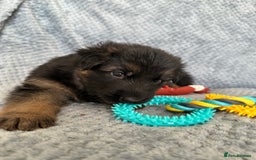 German Shepherd dogs for sale: K/C Registered German Shepherd Puppies  - Image 21
