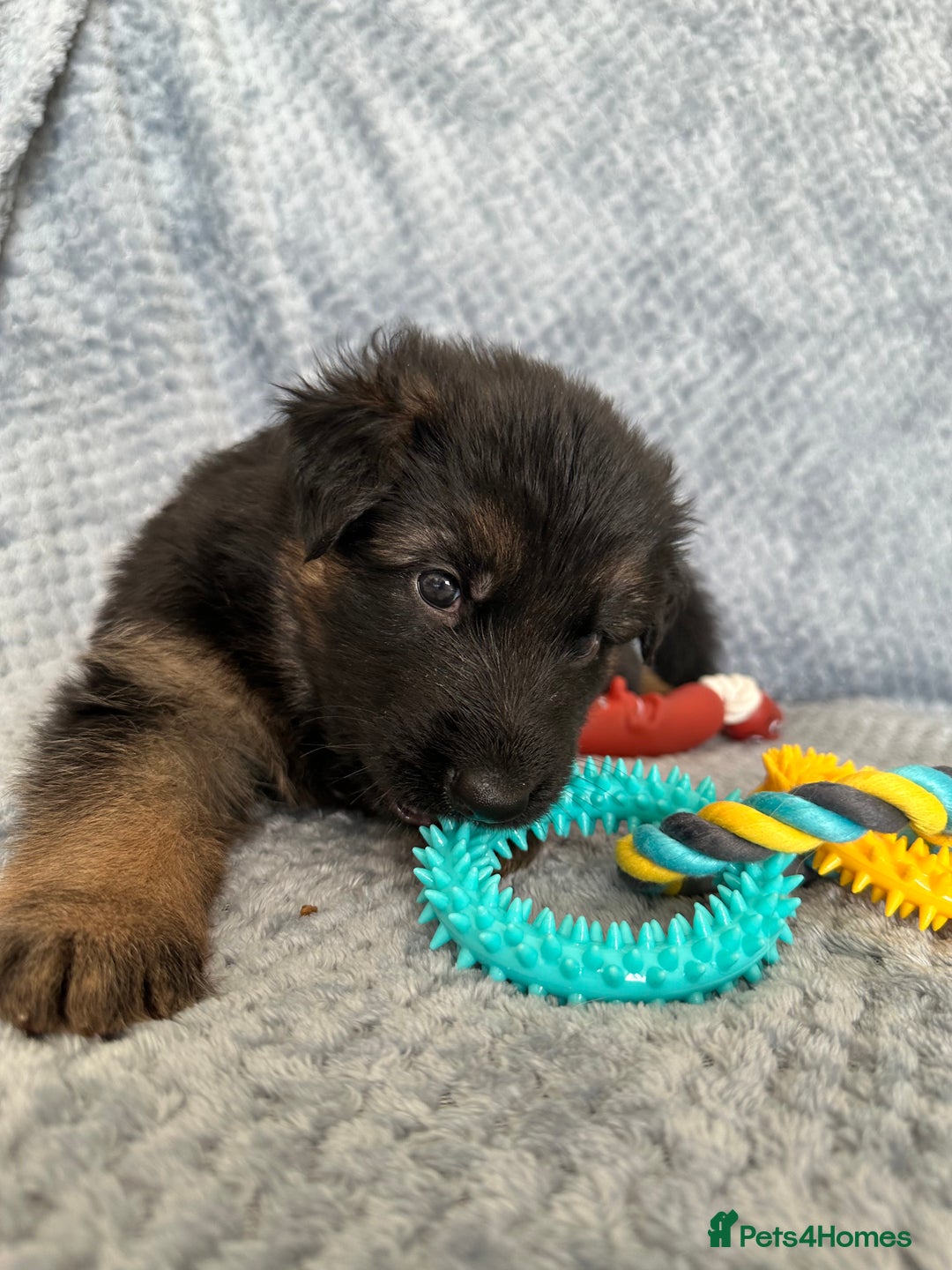 German Shepherd dogs for sale: K/C Registered German Shepherd Puppies  - Image 21