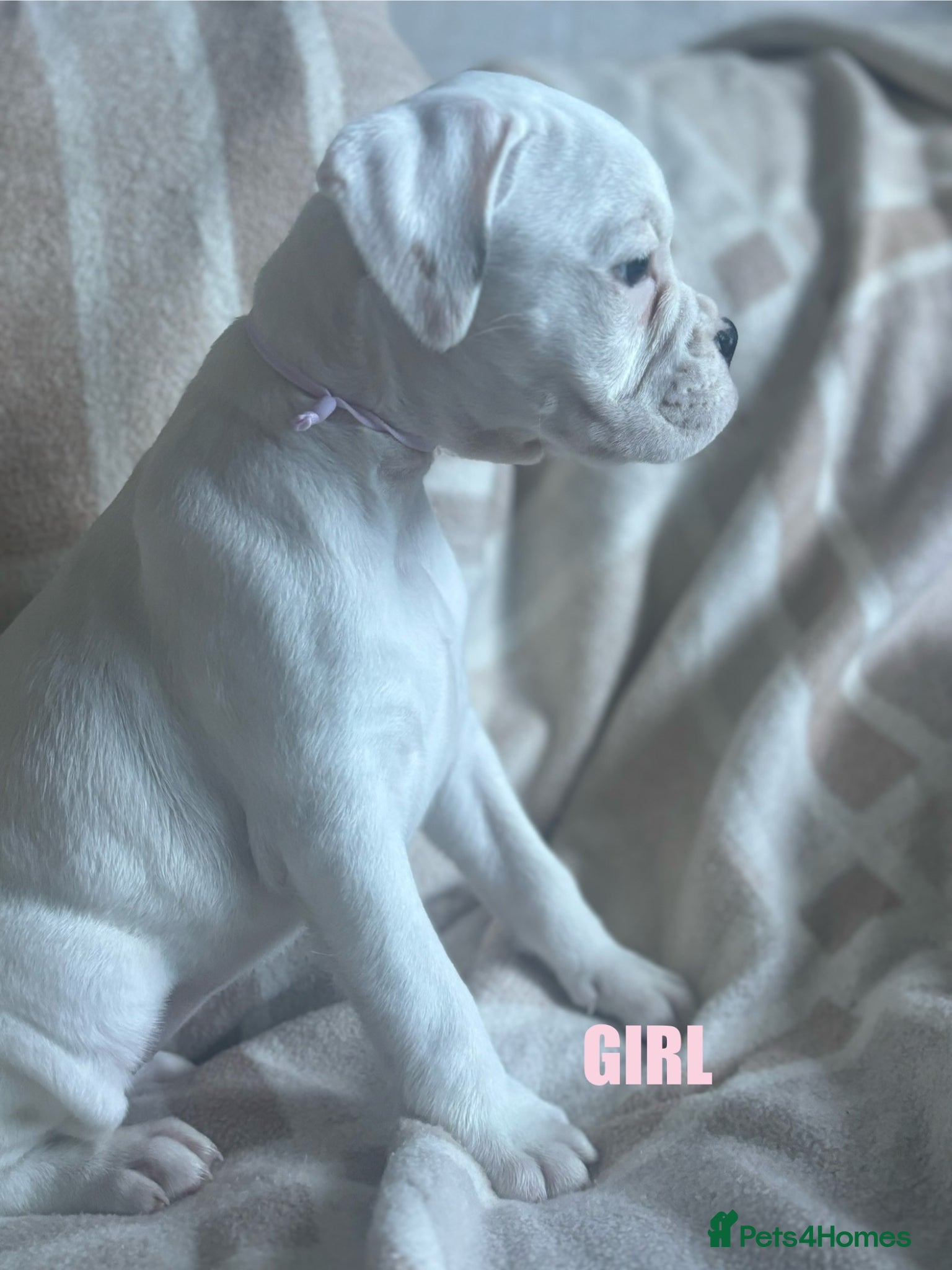 Boxer dogs Beautiful litter of white boxer puppies  - Advert 3