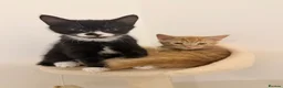 Mixed Breed cats for sale: Ace and tigger please read description  - Advert 1