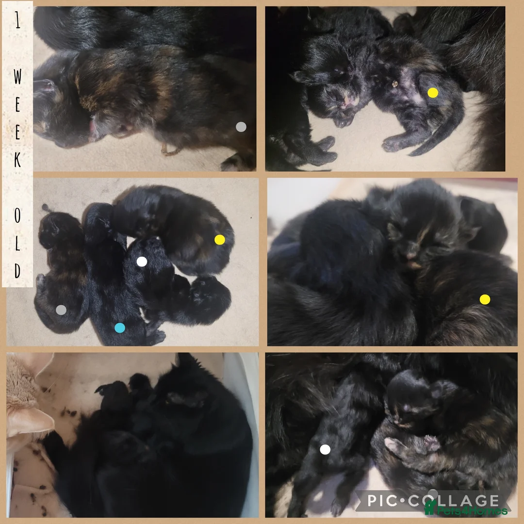 Maine Coon cats for sale: 🐾🐈‍⬛GORGEOUS 6 WEEK OLD MAINE COON KITTENS🐈‍⬛🐾 - Advert 7