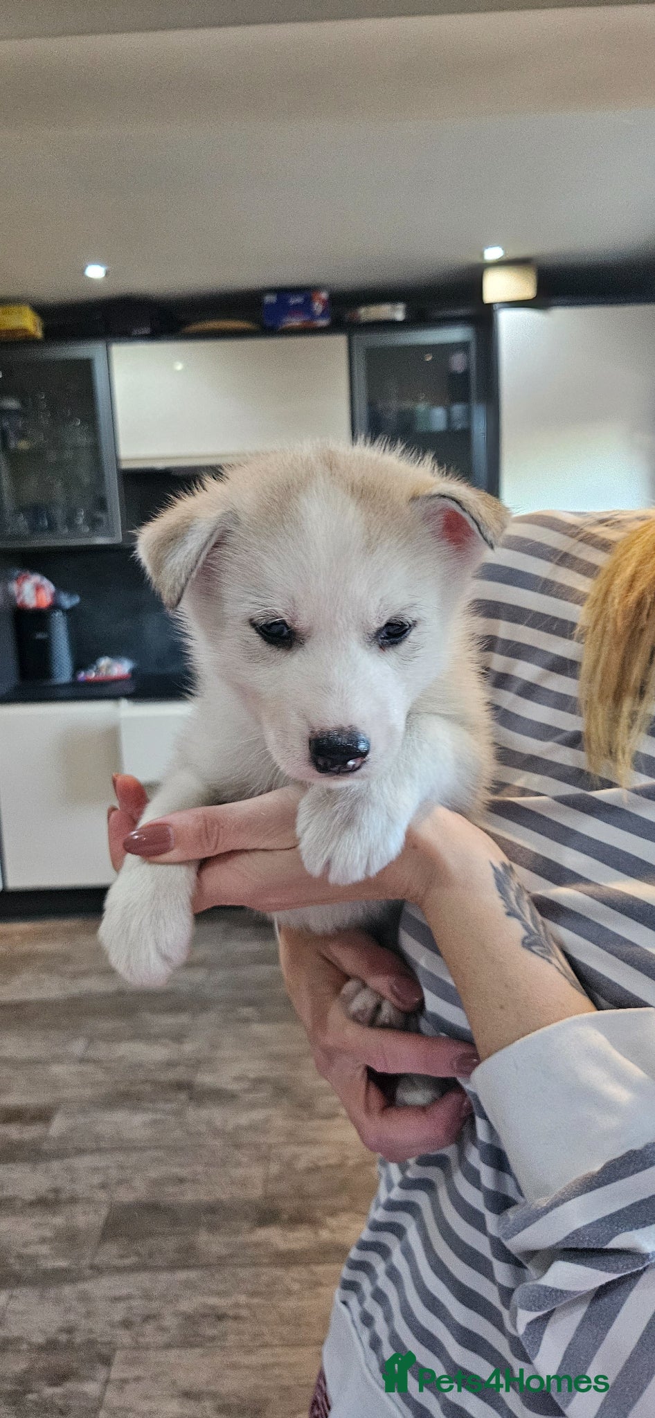 Siberian Husky dogs Stunning health tested Male puppy KC - Advert 2