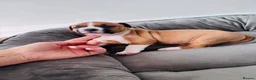 Staffordshire Bull Terrier dogs for sale: Staffordshire bull terrier puppies in Worksop - Advert 10