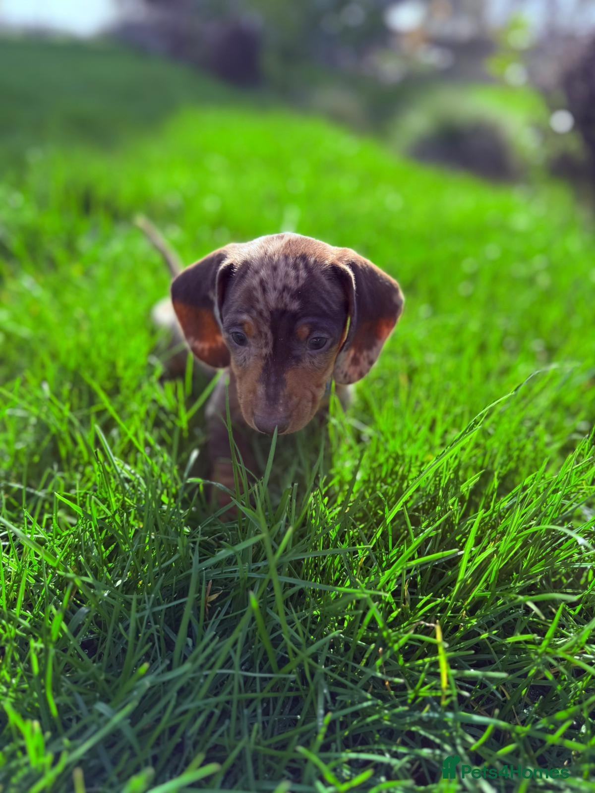 Dachshund dogs Beautiful Smooth minis for sale  - Advert 8